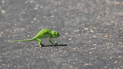 flap neck chameleon crossing the road