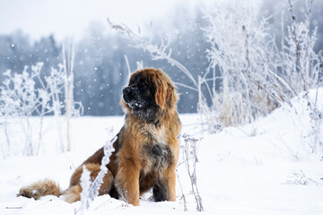 large dog of the Leonberger breed stands on a snowy meadow