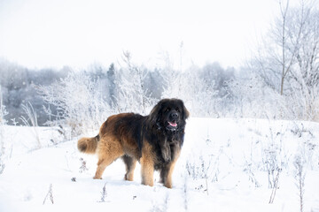 a large dog of the Leonberger breed stands on a snowy meadow