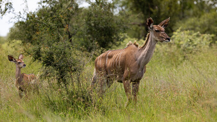 Naklejka na ściany i meble a Kudu calf in the wild