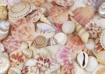 Many colorful seashells piled together