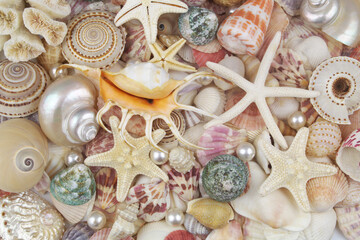 Colorful seashells and different starfishes close up