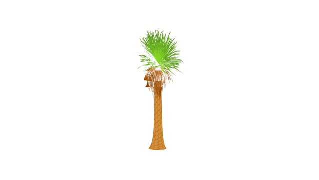 Coconut palm icon animation best cartoon object on white background