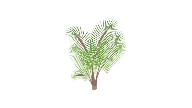 Bamboo palm icon animation best cartoon object on white background
