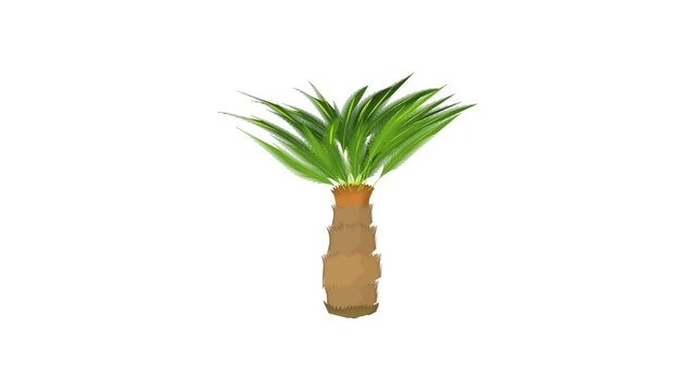 Cycas palm icon animation best cartoon object on white background