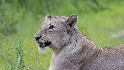 a pale lioness in Kruger National Park