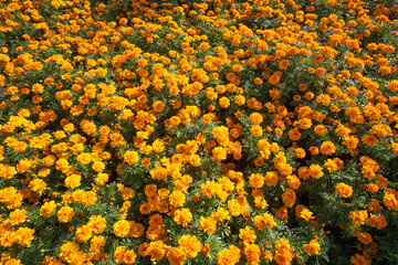 Beautiful Pot Marigold Flowers in garden