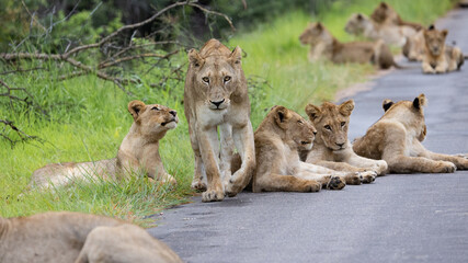 a large pride of lions in the road, Kruger national park. - obrazy, fototapety, plakaty