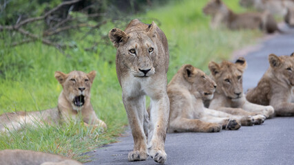 Fototapeta na wymiar a large pride of lions in the road, Kruger national park.