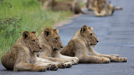 a large pride of lions in the road, Kruger national park.