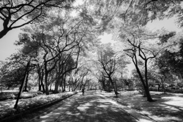 Black and white Sunlight shines from the treetops onto the park walkway