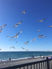 Gulls are flying against the background of the sea
