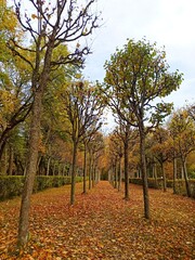 Fallen leaves on the alleys of the autumn park.