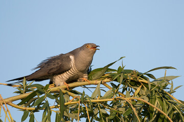 Kuckuck (Cuculus canorus)