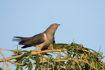 Kuckuck (Cuculus canorus)