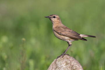 Isabell-Steinschm&auml;tzer (Oenanthe isabellina)