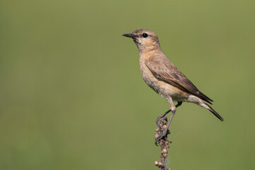 Isabell-Steinschmätzer (Oenanthe isabellina) © Rolf Müller