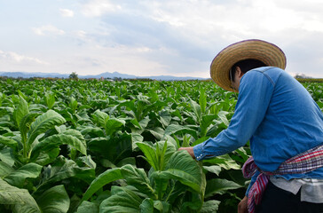 Horticulture geneticists are collecting data on planting, cultivar development and plant diseases in local farmers' tobacco plants.