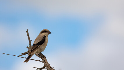 a lesser grey shrike perched on a branch
