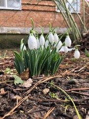 snowdrops in snow