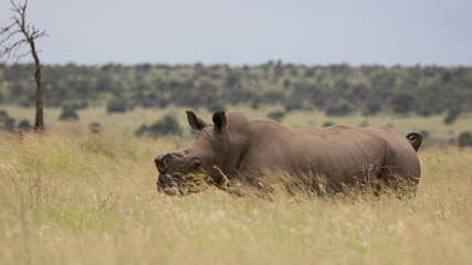 a dehorned white rhino in Kruger