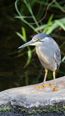 a portrait of a striated heron