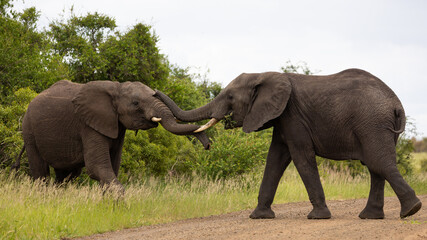 Fototapeta premium African elephants greeting in the bush