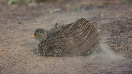 Natal spurfowl taking a dust bath