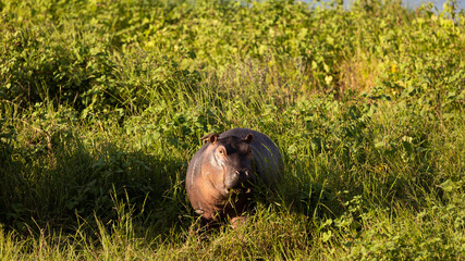 a Hippo on land in the golden hour