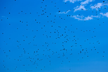 Blue sky, with many red-billed queleas flying across.
