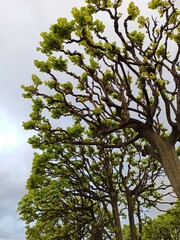 Young foliage on tree branches in spring