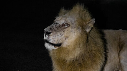 A white lion in Kruger at night.