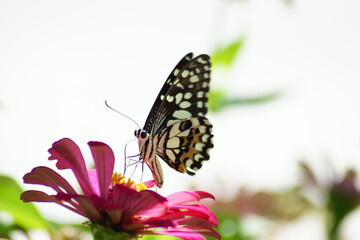 The most beautiful butterflies in the nature in the park.
