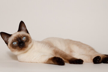 Birman kitten with beautiful blue eyes. Pets concept. Satisfied fluffy regdoll cat lies on gray...