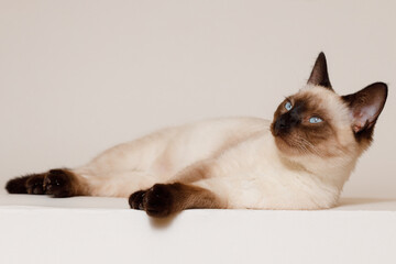 Birman kitten with beautiful blue eyes. Pets concept. Satisfied fluffy regdoll cat lies on gray...