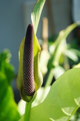 Close-up photo of Anthurium 'Renaissance' flowers