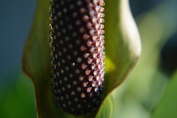 Close-up photo of Anthurium 'Renaissance' flowers
