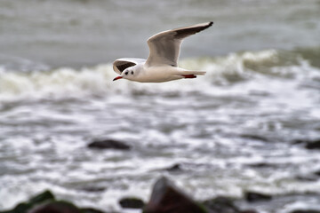 Möwe, Meer, See, Seagull, fliegt, landet, Horizont, anflug,