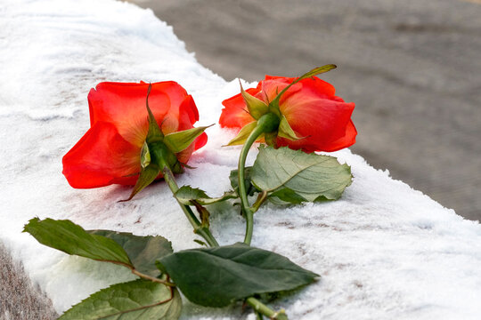 Two roses on white snow, flowers at a cemetery during cold day, concept picture