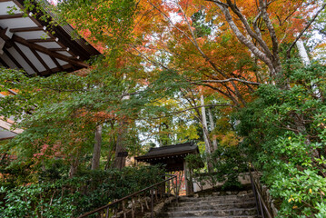 秋の大原三千院