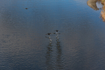 鴨川から飛び立つ川鵜