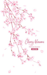 春の花：枝垂れ桜の花と散る花びらの水彩イラスト。（ベクター。レイアウト変更可能）
