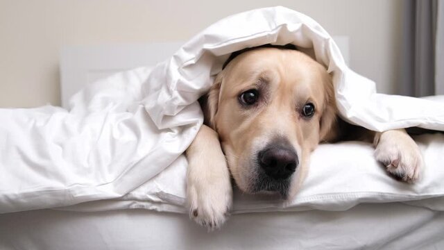The dog lies under the covers. The golden retriever sleeps under a white blanket.