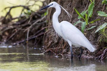 Seidenreiher (Egretta garzetta)