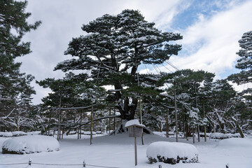 兼六園の根上松