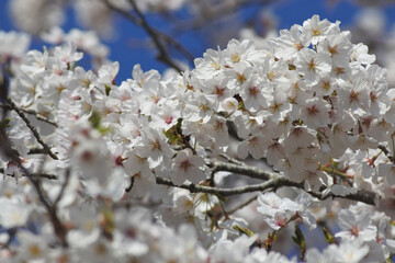 桜と青空