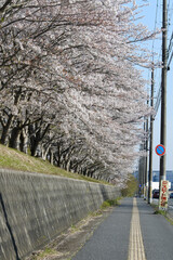 桜並木