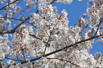 桜と青空
