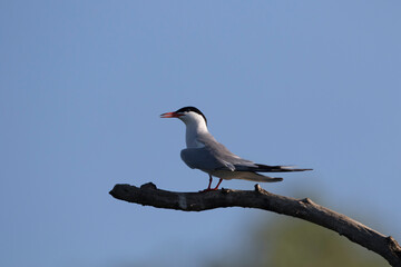Flußseeschwalbe (Sterna hirundo)
