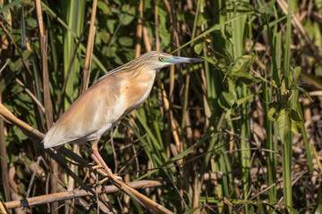 Rallenreiher (Ardeola ralloides)